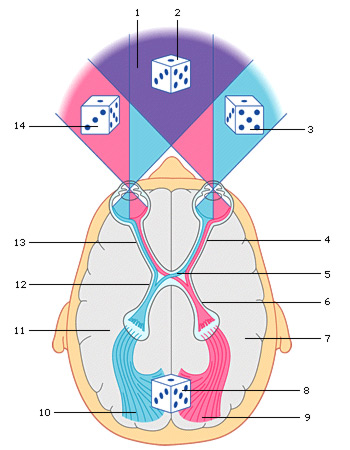 schéma expliquant la vision binoculaire