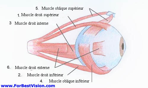 muscles oculomoteurs